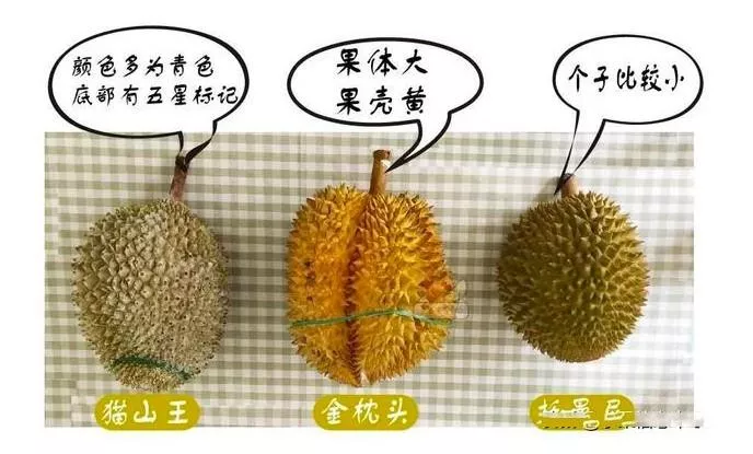 貓山王榴蓮和蘇丹王榴蓮有什么區別
