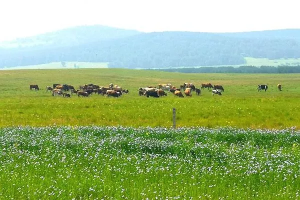 御道口<a href='http://m.carolinedutrey.com/' target=_blank>旅游攻略</a> 去御道口草原怎么走